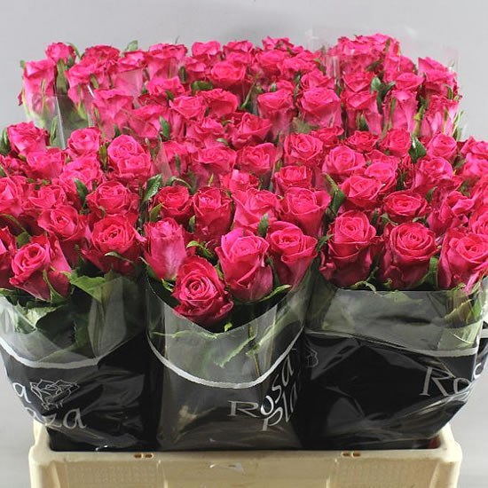 ROSE ORCHESTRA