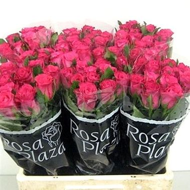 Rose orchestra