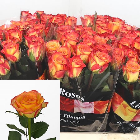 Rose Outlaw