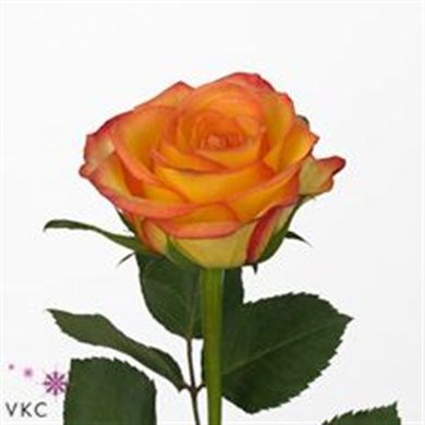 ROSE OUTLAW 40cm (SMALL HEADED)