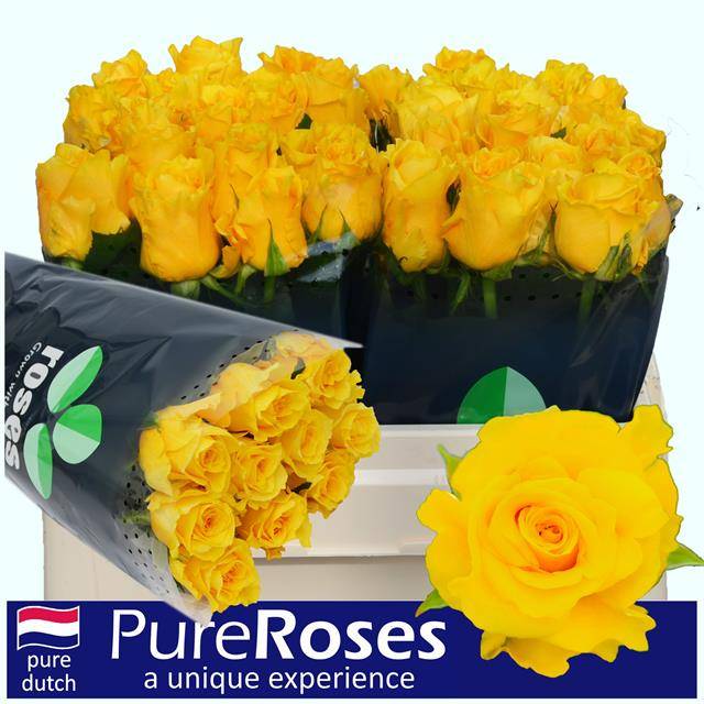 Rose Palmares