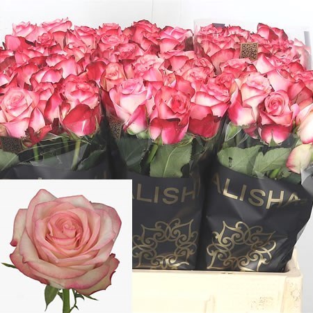 Rose Paloma