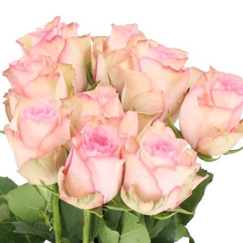 Rose Paloma Steffi
