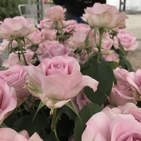 Rose Patchouli