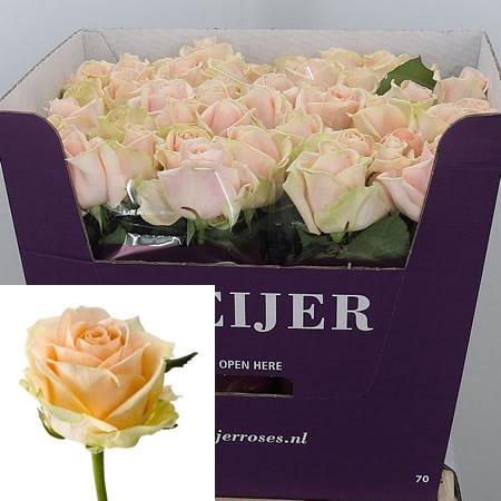 Rose Pearl Avalanche 70cm | Wholesale Dutch Flowers & Florist Supplies UK