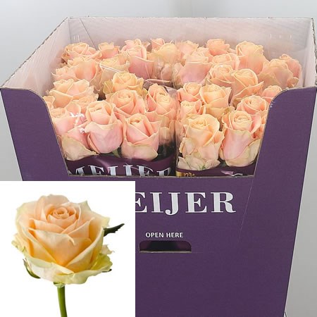 Rose Pearl Avalanche