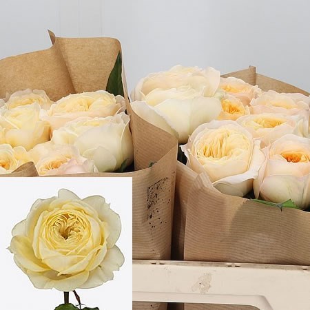 Rose Persuasion 60cm | Wholesale Dutch Flowers & Florist Supplies UK
