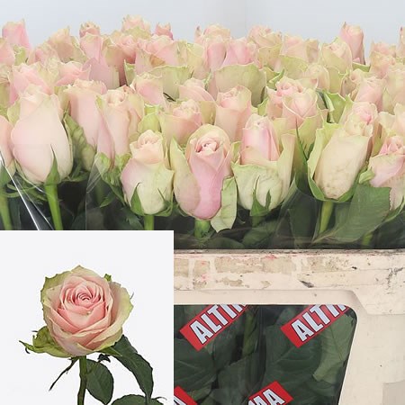 Rose Pink Athena