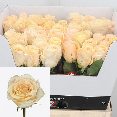 Rose Pink Champaign 60cm | Wholesale Dutch Flowers & Florist Supplies UK