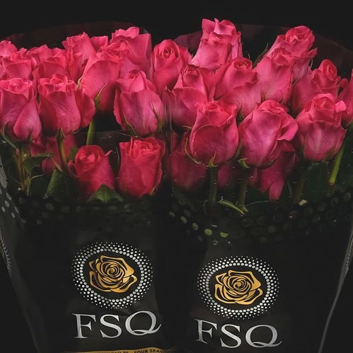 Rose Pink Floyd (Ecuador Large Heads)