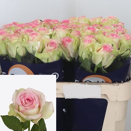 Rose Pink Journey 70cm | Wholesale Dutch Flowers & Florist Supplies UK