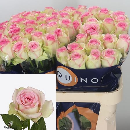 Rose Pink Journey 80cm | Wholesale Dutch Flowers & Florist Supplies UK