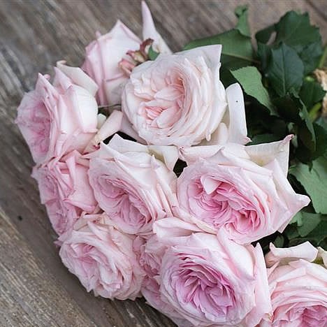 Rose pink O'Hara | Colombian garden Roses | Alexandra Farms | Triangle ...