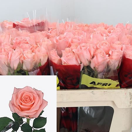 Rose Pink Panash