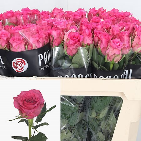 Rose Pink Sudoku