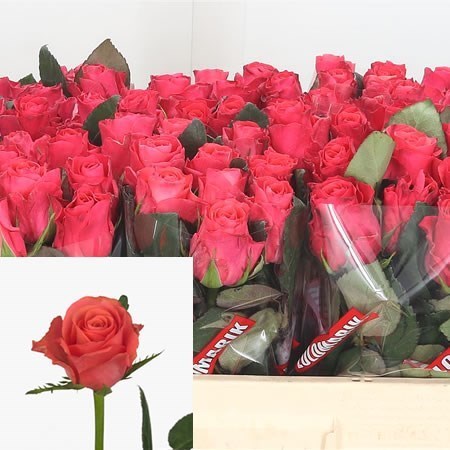 Rose Pink Tacazzi