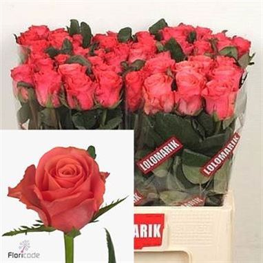 Rose pink tacazzi