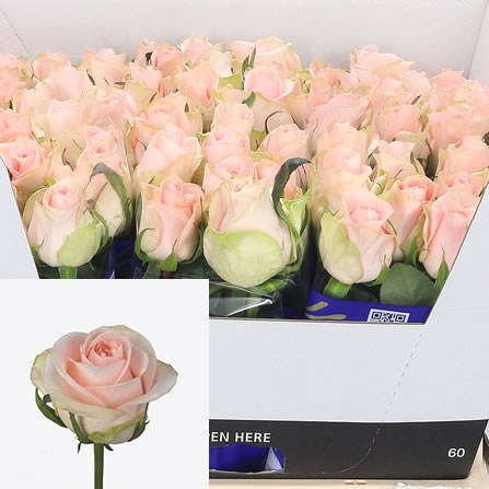 Rose Pink Wedding 60cm | Wholesale Dutch Flowers & Florist Supplies UK