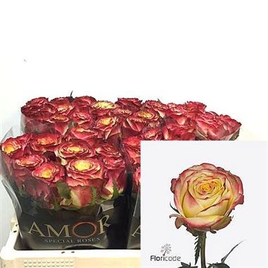 Rose Pirouette