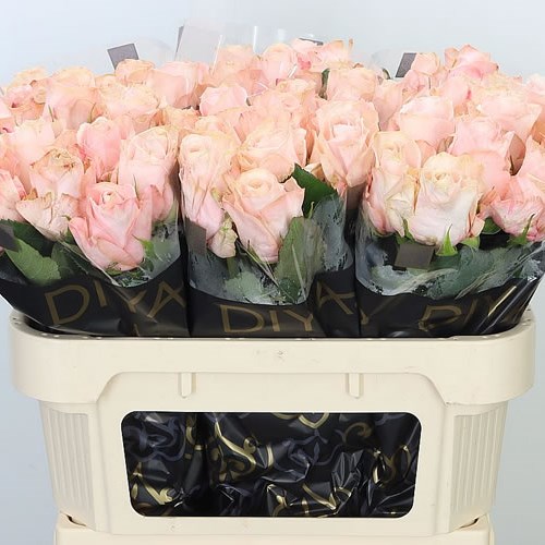 Rose Pomarosa 60cm Wholesale Dutch Flowers & Florist Supplies UK