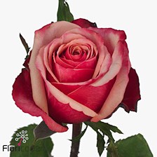 ROSE POMPIDOU