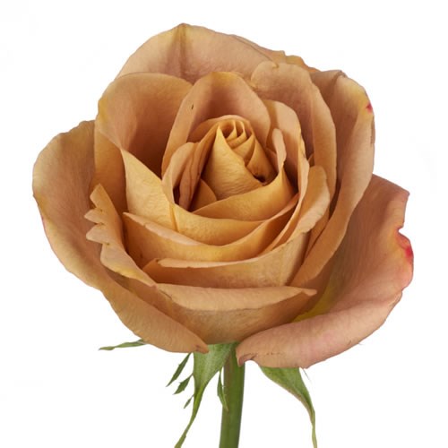 Rose Garden Premium Heart of Gold