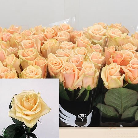 Rose Prima Donna 50cm | Wholesale Dutch Flowers & Florist Supplies UK