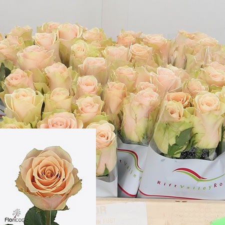 Rose Primavera