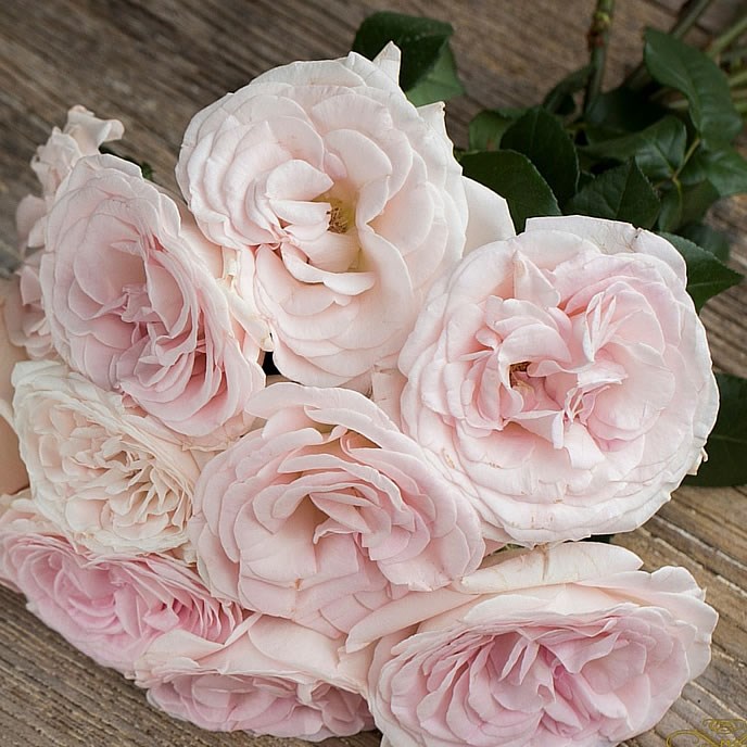 Rose Prince Jardenier