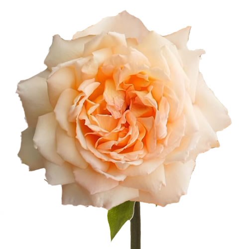 Rose Princess Hollys Hope