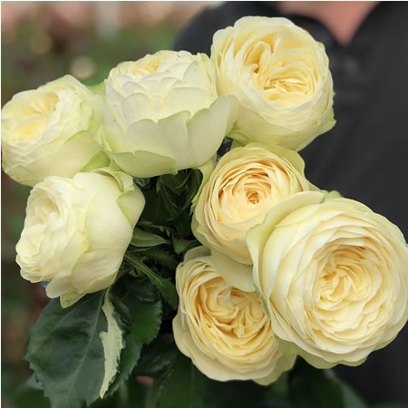 Rose Pure Blonde 60cm | Wholesale Dutch Flowers & Florist Supplies UK