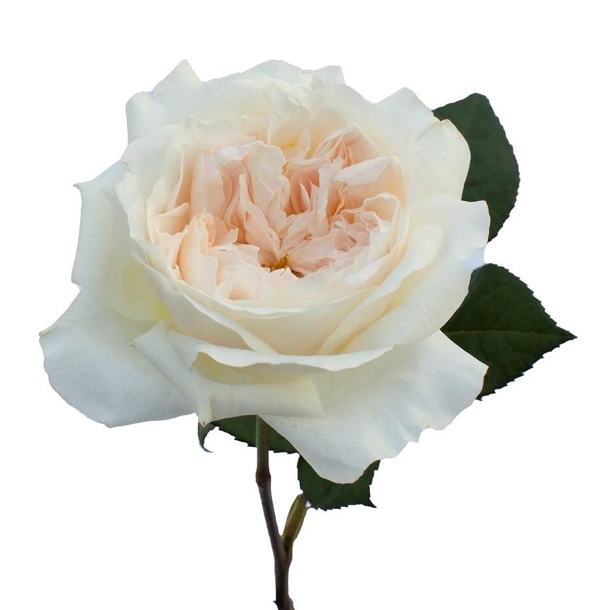 Rose Purity - David Austin 