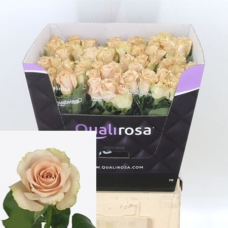 Rose Quicksand 70cm | Wholesale Dutch Flowers & Florist Supplies UK