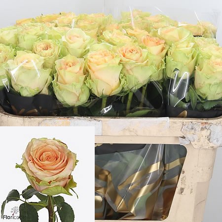Rose Rainbow Peach