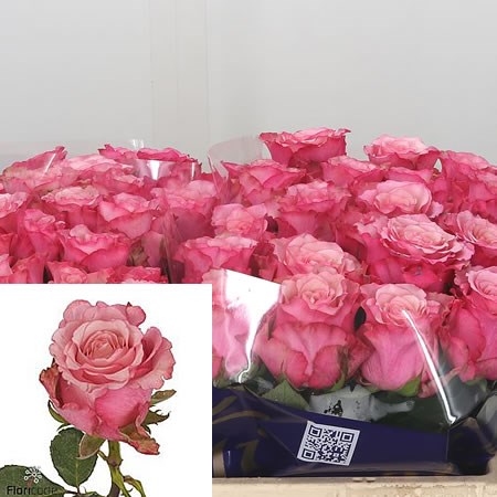 Rose Ramonda