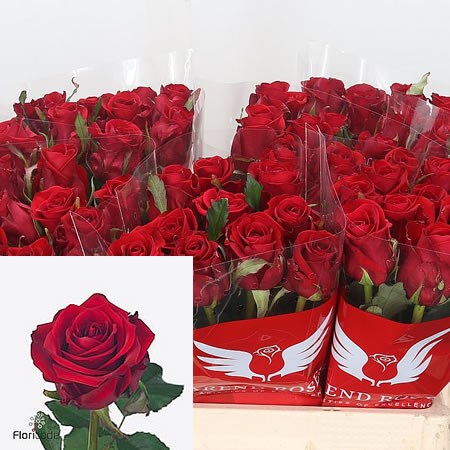 Rose Red Eagle