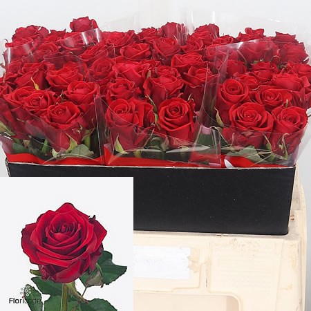 Rose Red Eagle