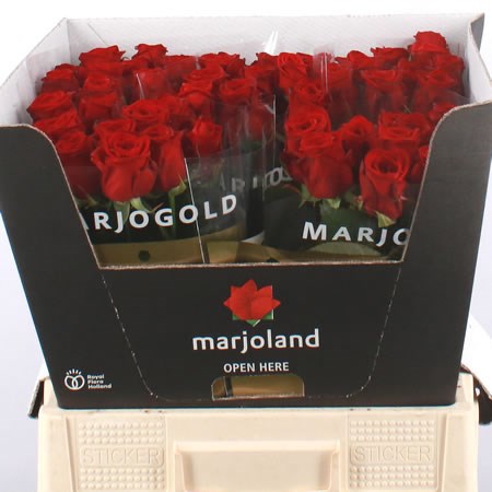 Rose Red Naomi 60cm | Wholesale Flowers & Florist Supplies UK