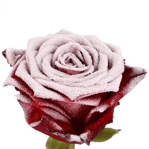 Rose Red Naomi (Frost Effect)