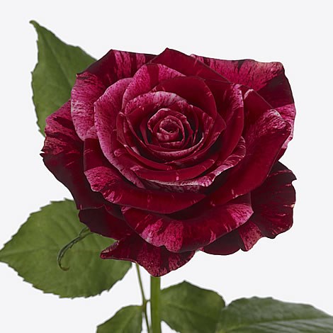 Rose Red Storm 50cm | Wholesale Dutch Flowers & Florist ...