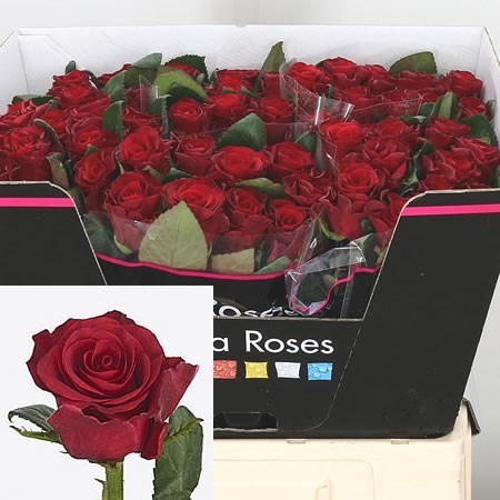 Rose Red Tacazzi