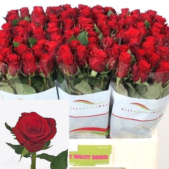 Rose Red Torch 50cm Wholesale Dutch Flowers & Florist Supplies UK