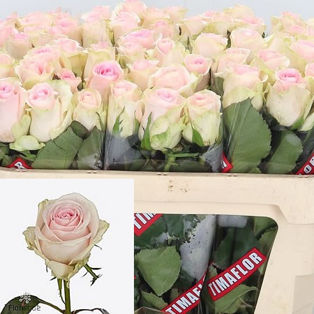 Rose Revival Sweet 70cm | Wholesale Dutch Flowers & Florist Supplies UK