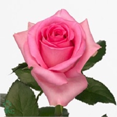 Rose Revival