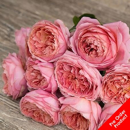 Rose Romantic Antike