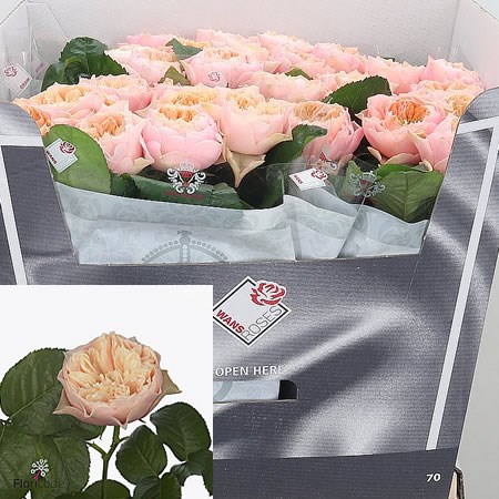 Rose Romantic Vuvuzela