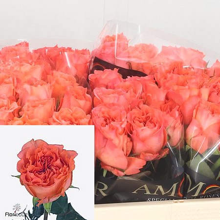 Rose Romanza
