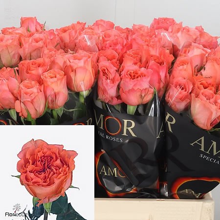Rose Romanza