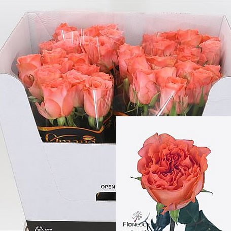 ROSE ROMANZA