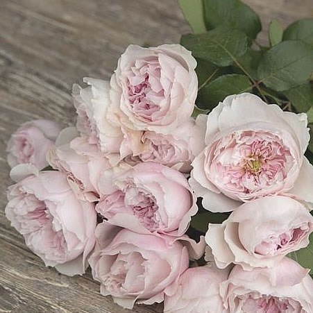 Rose Rosalind - David Austin
